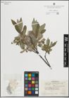 Foto von Salix glauca L. x Salix myrsinites L.